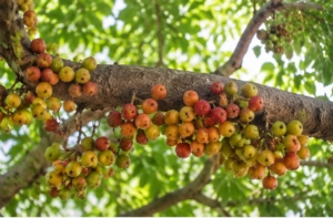 audumber-tree-vastu